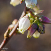 Myrtillier Darrow Bio