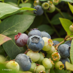 Myrtillier Northland Bio