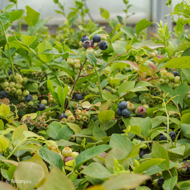 Myrtillier Northland Bio