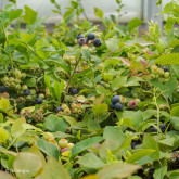 Myrtillier Northland Bio Myrtillier Northland Bio