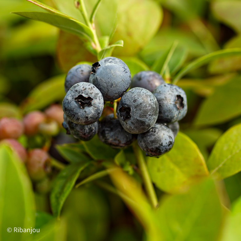 Myrtillier Darrow Bio