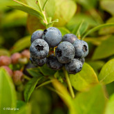 Myrtillier Darrow Bio