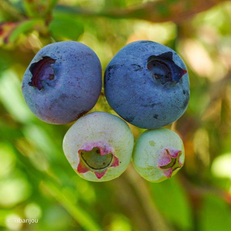 Myrtillier Dixi Bio