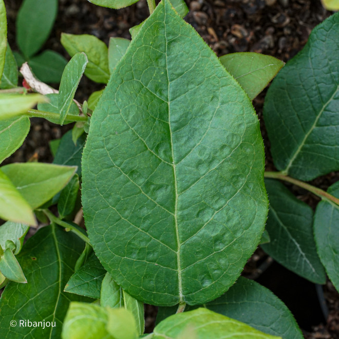 Myrtillier Northland Bio