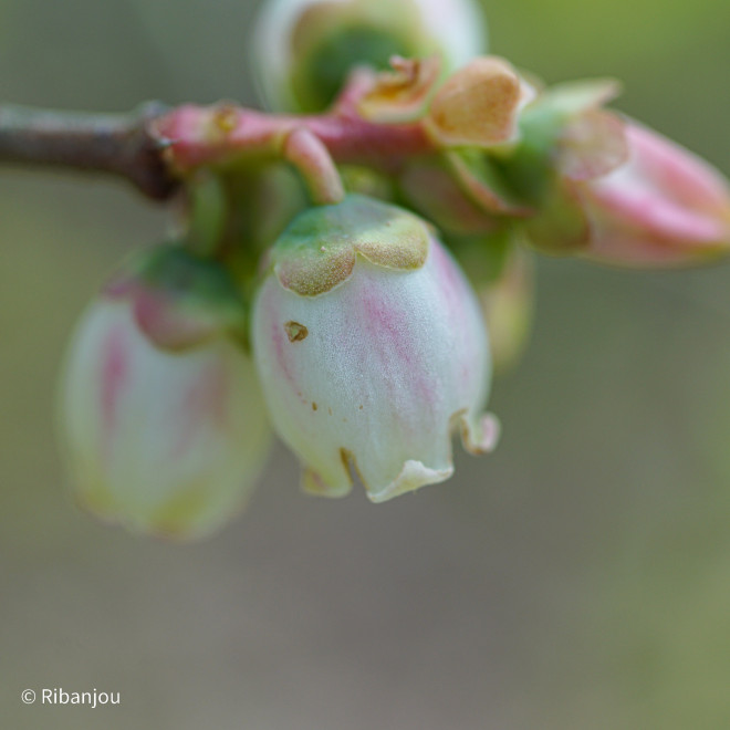 Myrtillier Northland Bio