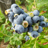 Myrtillier Northland Bio Myrtillier Northland Bio