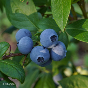 Myrtillier Darrow Bio