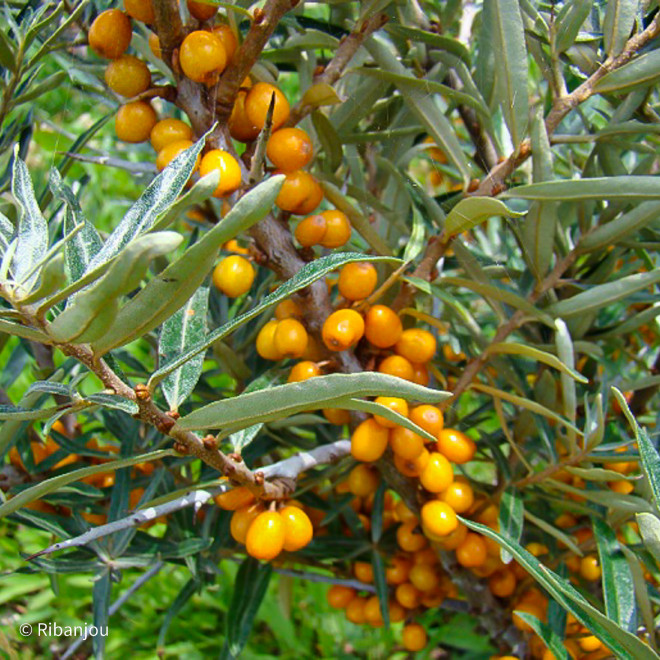 Argousier Leïokora Femelle Bio