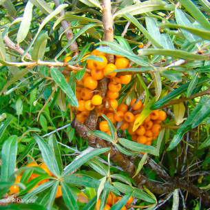 Argousier Leïokora Femelle Bio