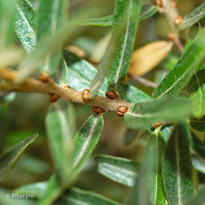 Argousier Moldovia Mâle Bio