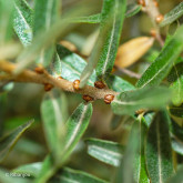 Argousier Moldovia Mâle Bio