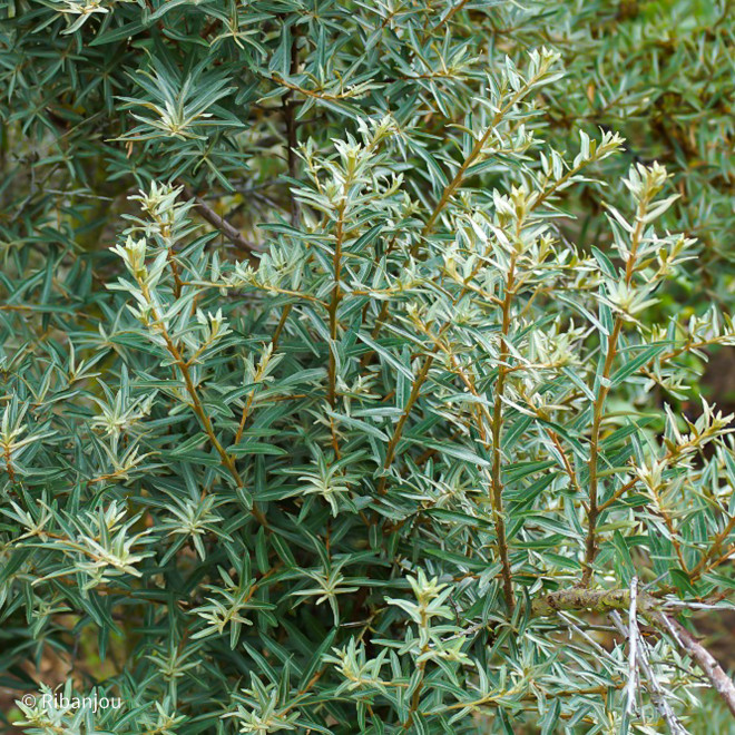 Argousier Moldovia Mâle Bio