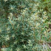 Argousier Moldovia Mâle Bio