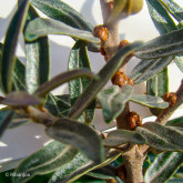 Argousier Masculi Mâle Bio