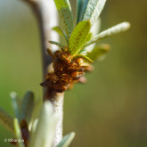 Argousier Masculi Mâle Bio