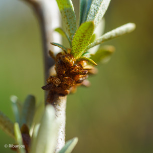 Argousier Masculi Mâle Bio
