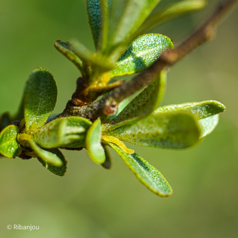 Argousier Rockorange Femelle Bio