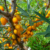 Argousier Rockorange Femelle Bio