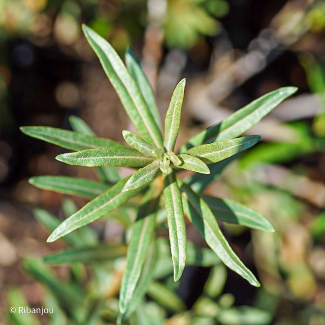 Argousier Pollmix Mâle Bio