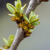 Argousier Pollmix Mâle Bio