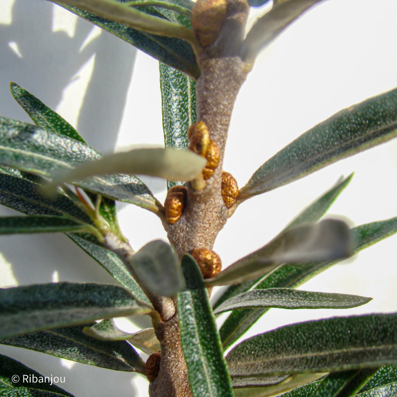 Argousier Moldovia Femelle Bio