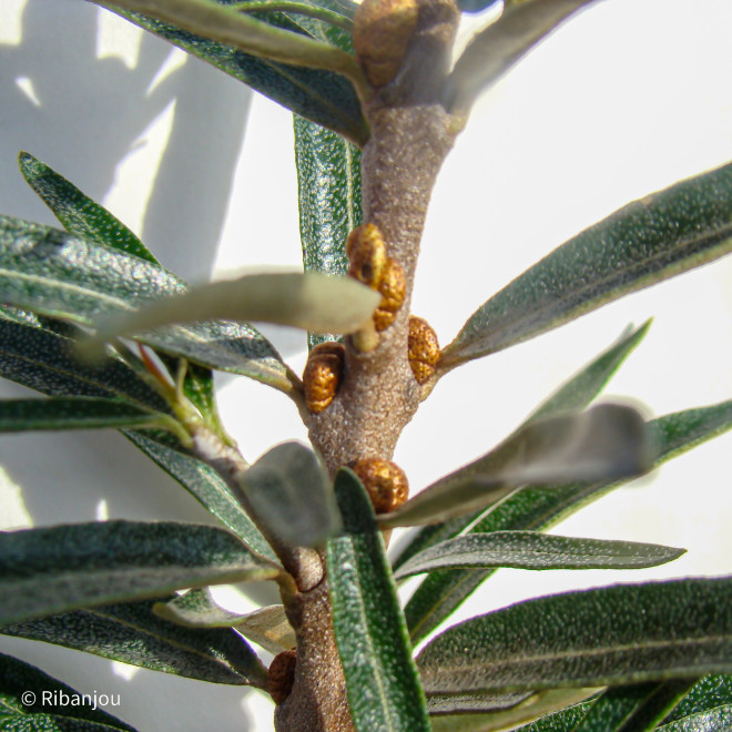 Argousier Moldovia Femelle Bio