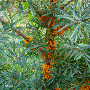 Argousier Moldovia Femelle Bio