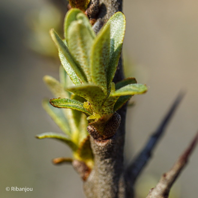 Argousier Hergo Femelle Bio