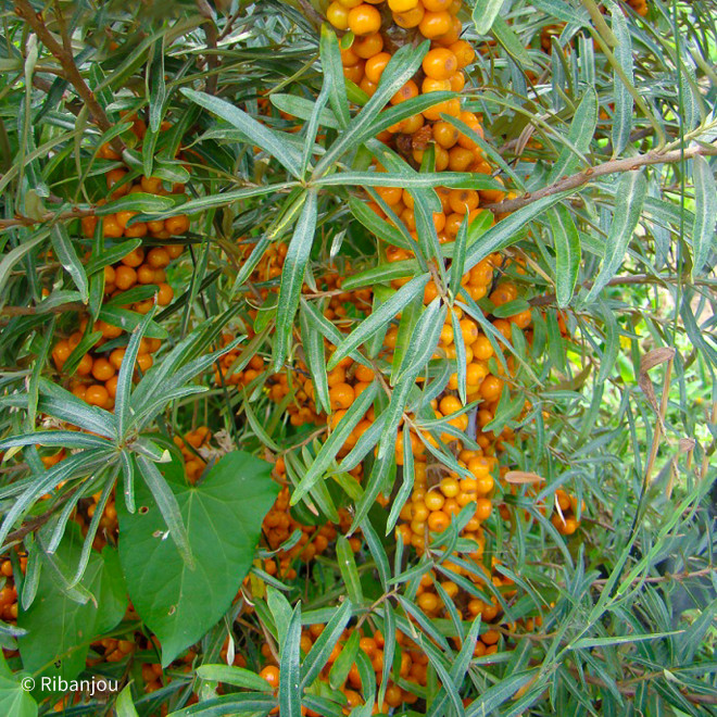 Argousier Hergo Femelle Bio