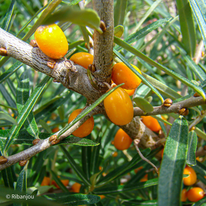 Argousier Hergo Femelle Bio