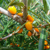 Argousier Hergo Femelle Bio