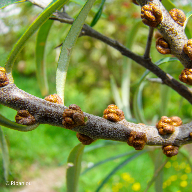 Argousier Arborescent Mâle Bio