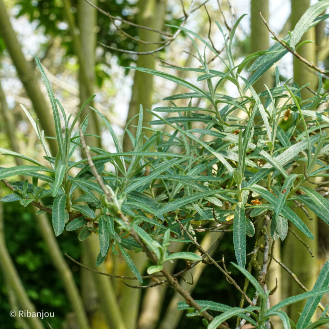 Argousier Arborescent Mâle Bio