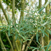 Argousier Arborescent Mâle Bio Argousier Arborescent Mâle Bio