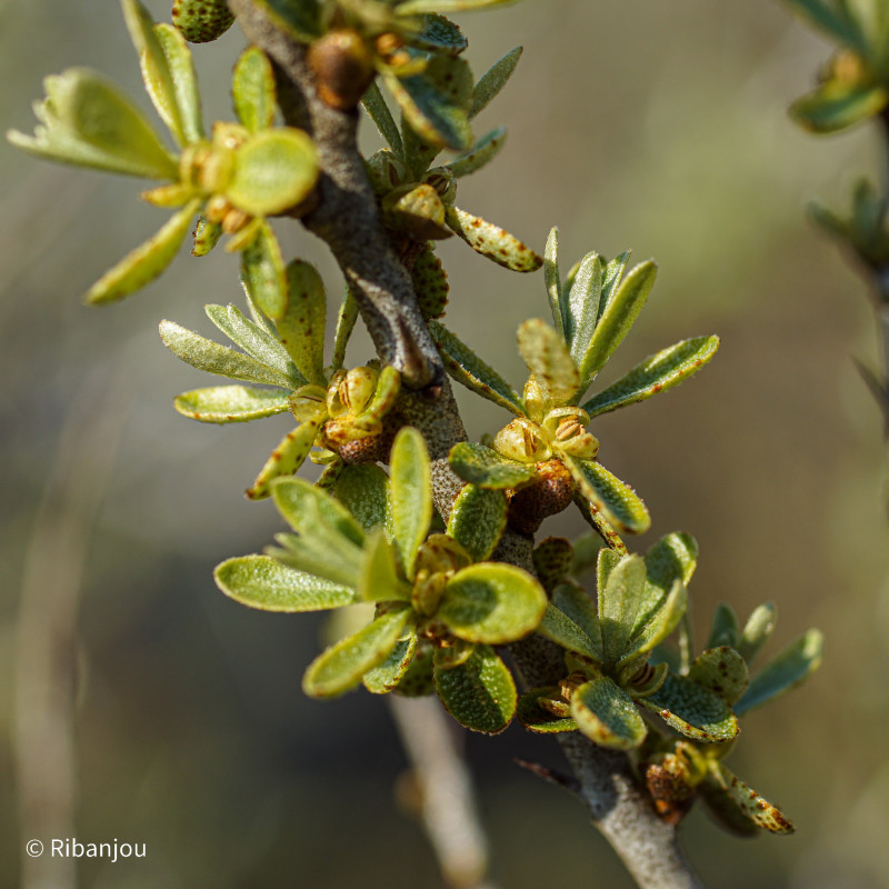 Argousier Arborescent Mâle Bio Argousier Arborescent Mâle Bio