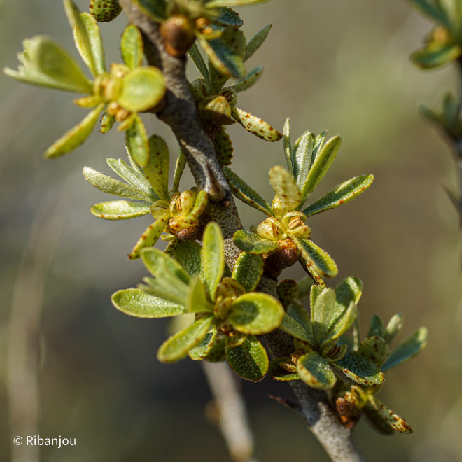Argousier Arborescent Mâle Bio