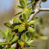 Argousier Arborescent Mâle Bio