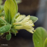 Baies de Mai Edulis Bio