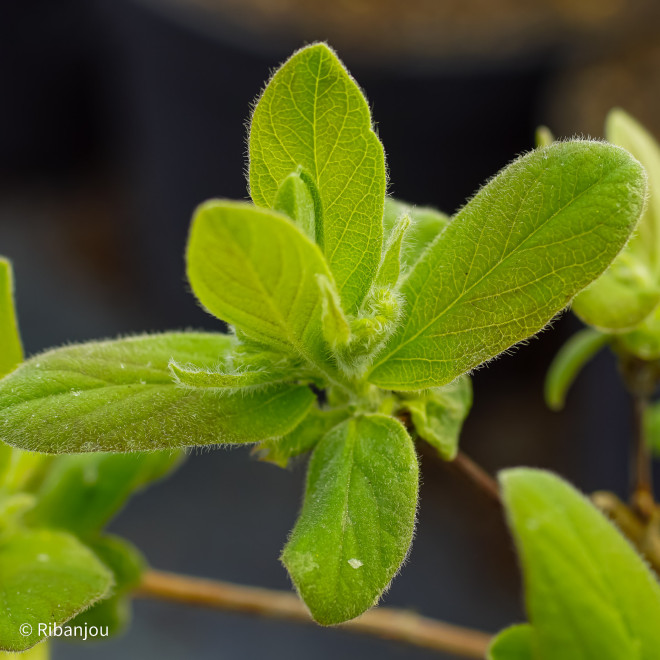 Baies de Mai Edulis Bio