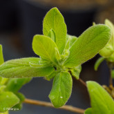 Baies de Mai Edulis Bio