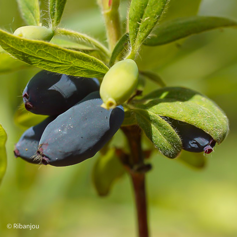 Baies de Mai Edulis Bio