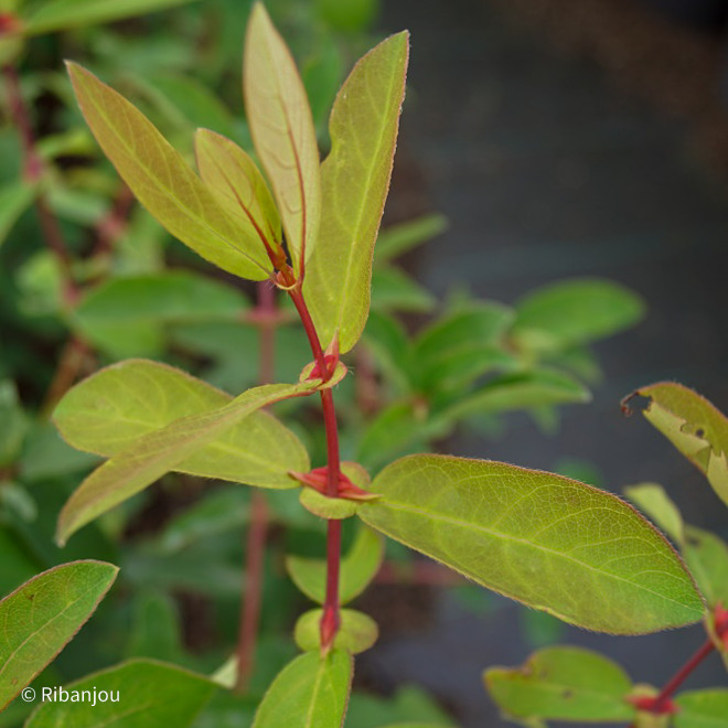 Baies de Mai Redwood Bio