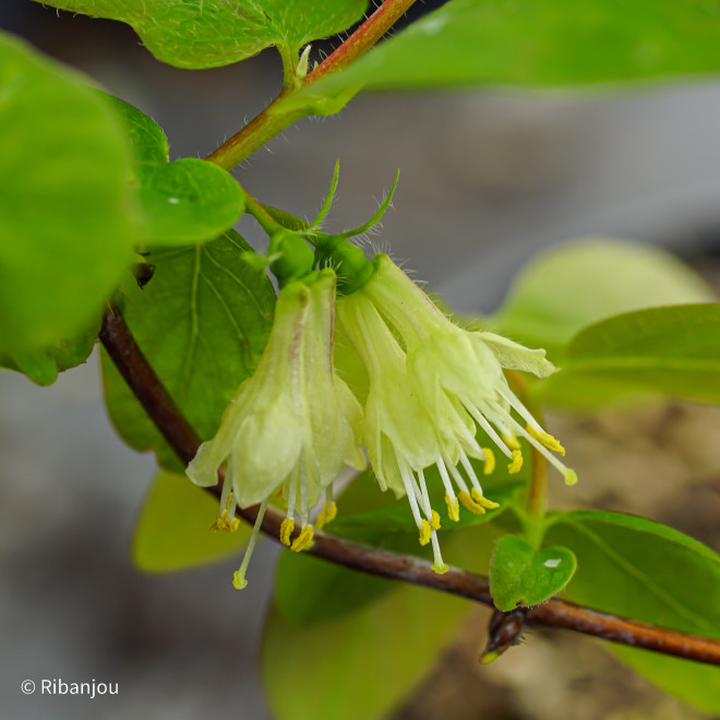 Baies de Mai Redwood Bio