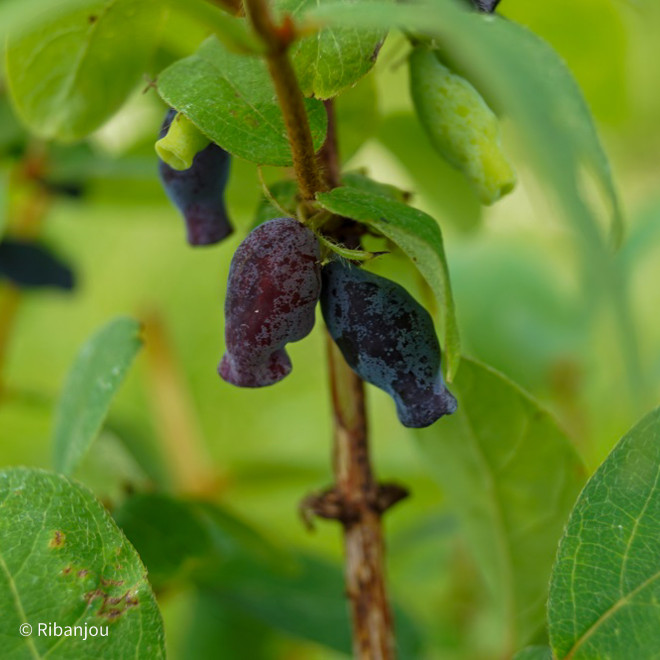 Baies de Mai Redwood Bio