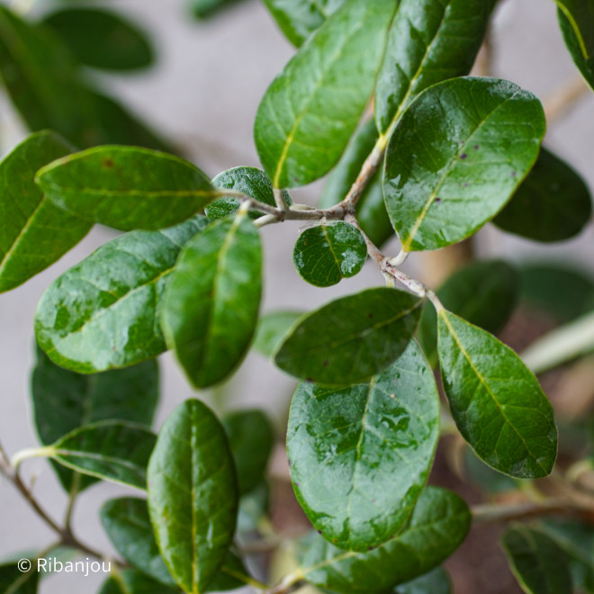 Feijoa Coolidge Bio