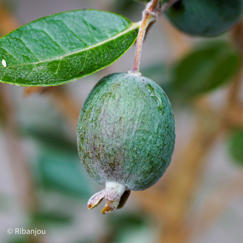 Feijoa Coolidge Bio