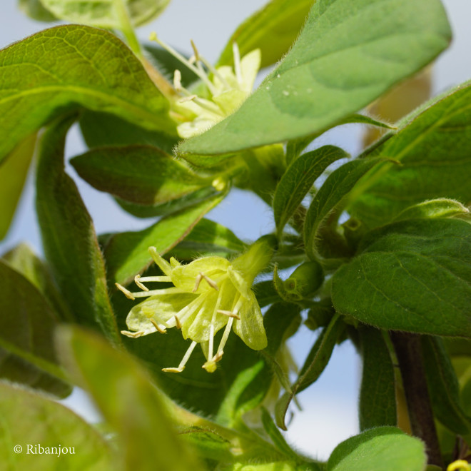 Baies de Mai Navy Bio