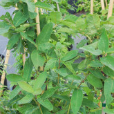 Baies de Mai Navy Bio