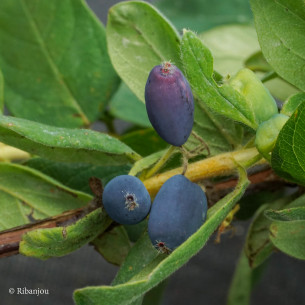 Baies de Mai Navy Bio