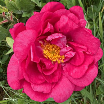 Rosier de Provins